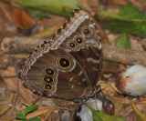 Common Marpho - Morpho helenor