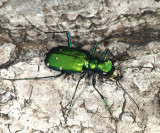 Six-spotted Tiger Beetle - Cicindela sexguttata