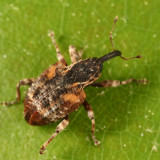 Conotrachelus anaglypticus