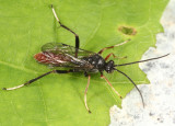 Idiolispa aestivalis
