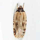 0864 - Agonopterix atrodorsella