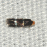 0070 - Stigmella prunifoliella