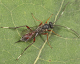 Trychosis sulcata (female)