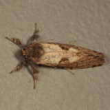 0367 - Acrolophus morus