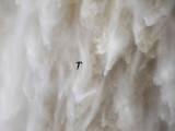 White-collared Swift - Streptoprocne zonaris
