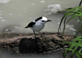 Pied Water Tyrant - Fluvicola pica
