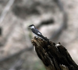 White-winged Swallow - Tachycineta albiventer