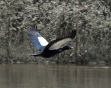 Muscovy Duck - Cairina moschata