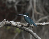 Green Kingfisher - Chloroceryle americana