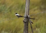 Fork-tailed Flycatcher - Tyrannus savana