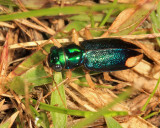 Tetracha globosicollis globosicollis