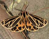 8175 - Little Virgin Tiger Moth - Grammia virguncula