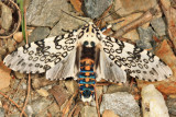 8146 - Giant Leopard Moth - Hypercompe scribonia