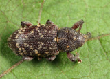 Hylobius pales