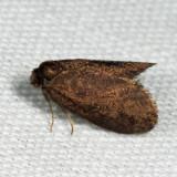 Bagworm Moth