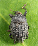 Milkweed Stem Weevil - Rhyssomatus lineaticollis