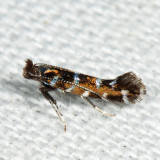 Parectopa sp.