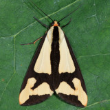 8110 - The Neighbor Moth - Haploa contigua