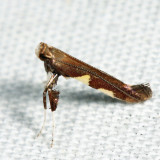 0642 – Caloptilia umbratella