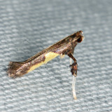 0615 – Boxelder Leafroller Moth – Caloptilia negundella