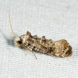 0317 - Clemens' Bark Moth - Xylesthia pruniramiella