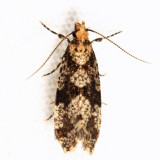 0308 - Scardiella approximatella