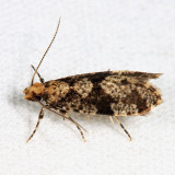 0308 - Scardiella approximatella