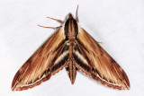7809 - Laurel Sphinx - Sphinx kalmiae