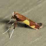 0595 - Caloptilia bimaculatella