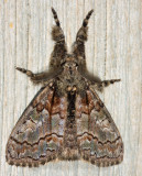 8302 - Streaked Tussock Moth - Dasychira obliquata