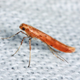 0633 – Sassafras Caloptilia Moth – Caloptilia sassafrasella