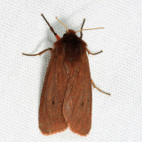 8156 - Ruby Tiger Moth - Phragmatobia fuliginosa