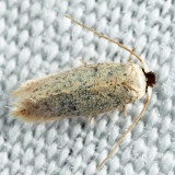 Microcalyptris sp.