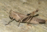 Abracis flavolineata (female)