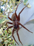 Nursery Web Spider