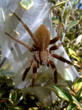 Nursery Web Spider
