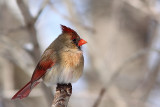 Cardinal rouge