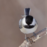 Mésange à tête noire, Black-capped Chickadee