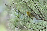 Paruline des pins