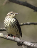Paruline des ruisseaux