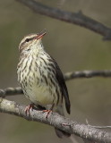 Paruline des ruisseaux