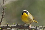 Paruline masquée
