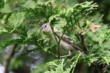 IMG_0865.JPG