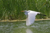 Grande Aigrette