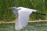 Grande Aigrette