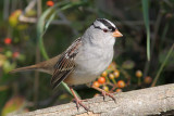 Bruant à couronne blanche