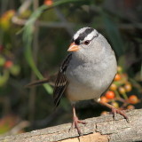 Bruant à couronne blanche