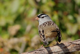 Bruant à couronne blanche