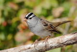 Bruant à couronne blanche