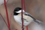 Copie de IMG_2619.JPG
